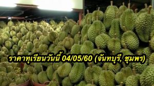 ราคาทุเรียนวันนี้ 04/05/60 (จันทบุรี, ชุมพร)