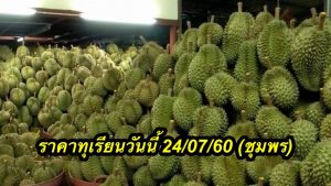 ราคาทุเรียนวันนี้ 24/07/60 (ชุมพร)