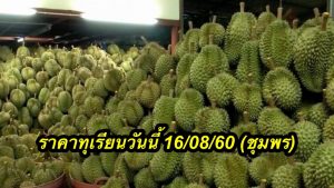 ราคาทุเรียนวันนี้ 16/08/60 (ชุมพร)