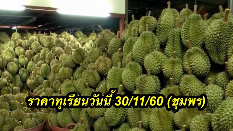 ราคาทุเรียนวันนี้ 30/11/60 (ชุมพร)