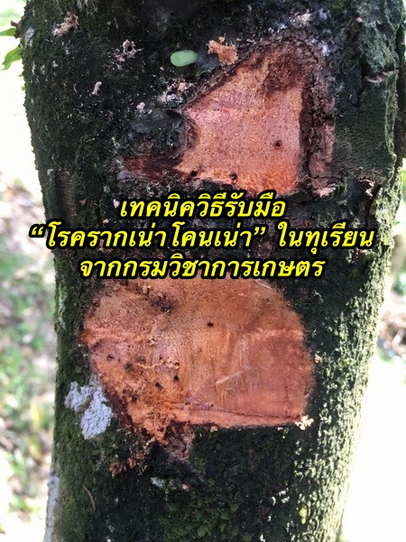 เทคนิควิธีรับมือ “โรครากเน่าโคนเน่า” ในทุเรียน จากกรมวิชาการเกษตร