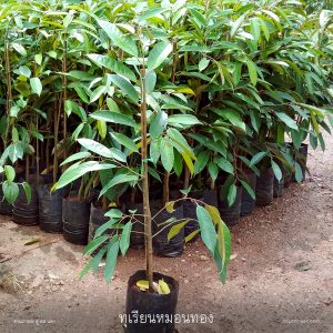การเลือกต้นพันธุ์ทุเรียน