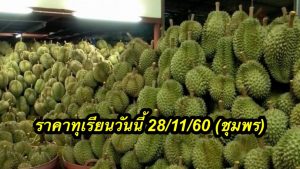 ราคาทุเรียนวันนี้ 28/11/60 (ชุมพร)