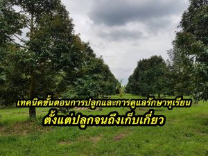 เทคนิคขั้นตอนการปลูกและการดูแลรักษาทุเรียน