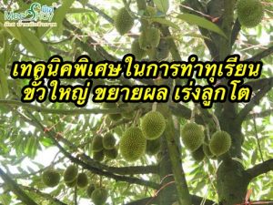 เทคนิคพิเศษในการทำทุเรียน ขั้วใหญ่ ขยายผล เร่งลูกโต