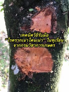 เทคนิควิธีรับมือ “โรครากเน่าโคนเน่า” ในทุเรียน จากกรมวิชาการเกษตร