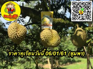 ราคาทุเรียนวันนี้ 06/01/61 (ชุมพร)