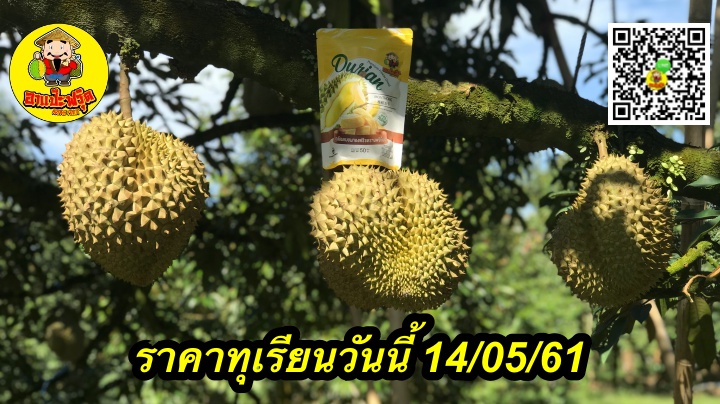 ราคาทุเรียนวันนี้ 14/05/61