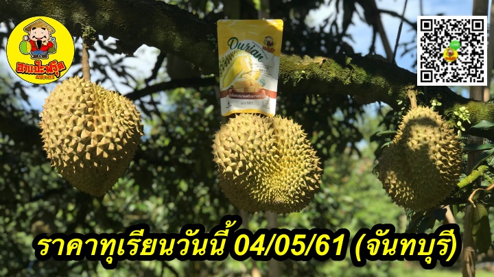 ราคาทุเรียนวันนี้ 04/05/61 (จันทบุรี)