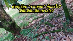 ต้นทุเรียน "รากลอย" คืออะไร? มีข้อดีข้อเสียอย่างไร?
