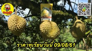 ราคาทุเรียนวันนี้ 09/08/61