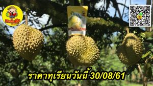 ราคาทุเรียนวันนี้ 30/08/61