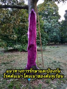 แนวทางการรักษาและป้องกันโรคต้นเน่าโคนเน่าของต้นทุเรียน