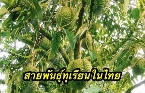 สายพันธุ์ทุเรียนในไทย