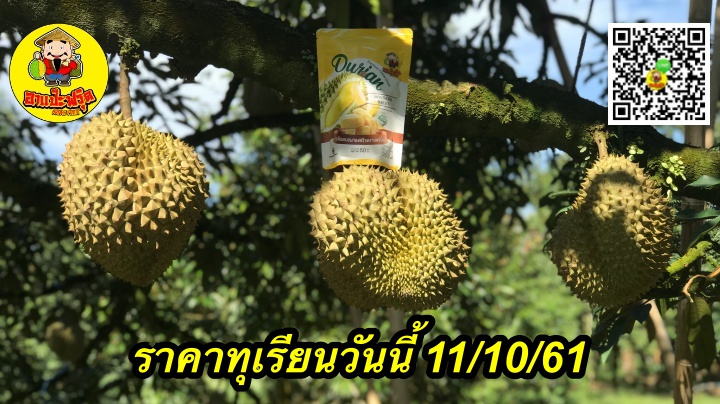 ราคาทุเรียนวันนี้ 11/10/61