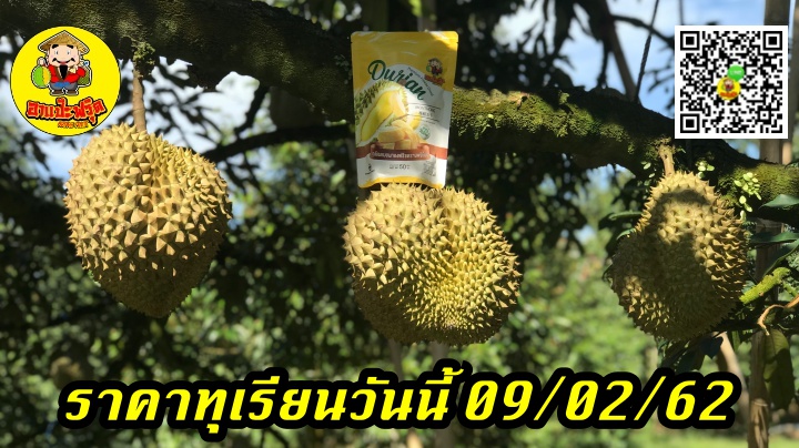 ราคาทุเรียนวันนี้ 09/02/62