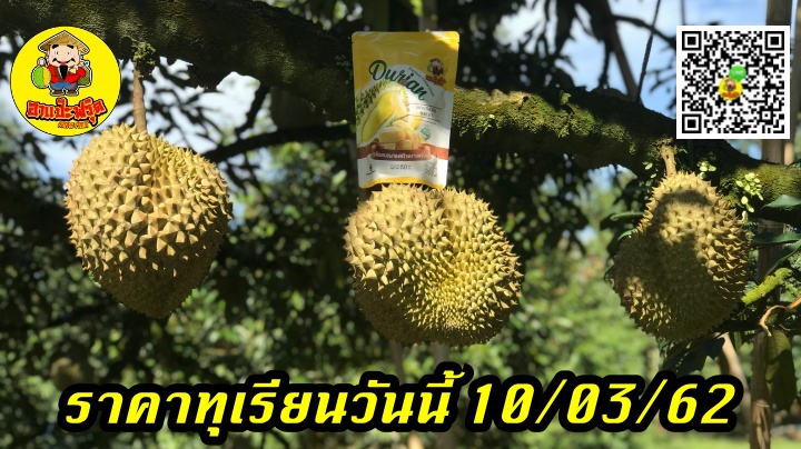 ราคาทุเรียนวันนี้ 10/03/62
