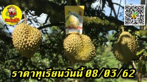 ราคาทุเรียนวันนี้ 08/03/62