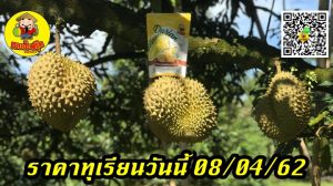 ราคาทุเรียนวันนี้ 08/04/62