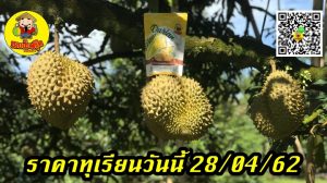 ราคาทุเรียนวันนี้ 28/04/62