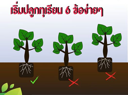 6 ขั้นตอนง่ายๆ ในการเริ่มปลูกทุเรียน