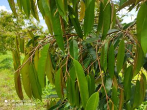 วิธีการทำสารในทุเรียน เพื่อการออกดอกนอกฤดู 1