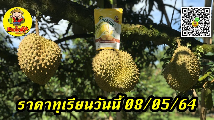 ราคาทุเรียนวันนี้ 08/05/64