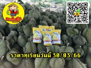 ราคาทุเรียนวันนี้ 30/03/66