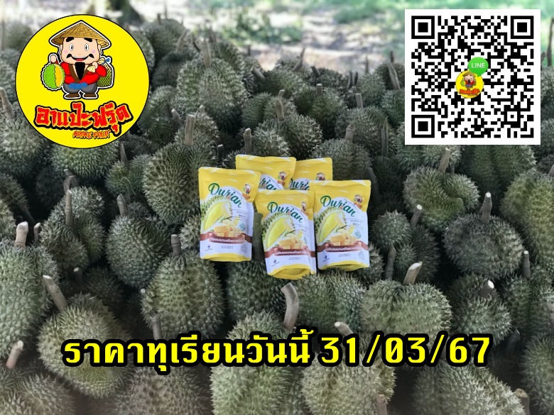 ราคาทุเรียนวันนี้ 31/03/67