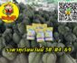 ราคาทุเรียนวันนี้ 30/04/69