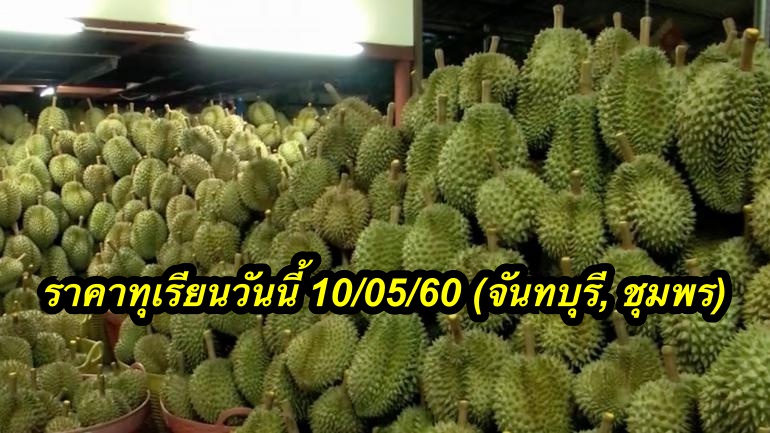 ราคาทุเรียนวันนี้ 10/05/60 (จันทบุรี, ชุมพร)