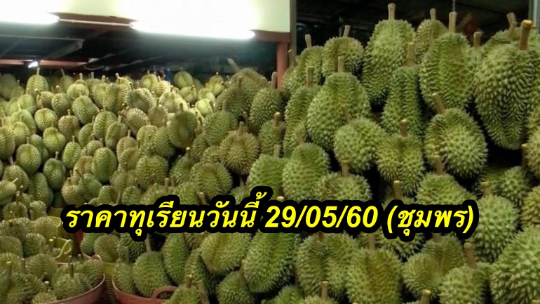 ราคาทุเรียนวันนี้ 29/05/60 (ชุมพร)