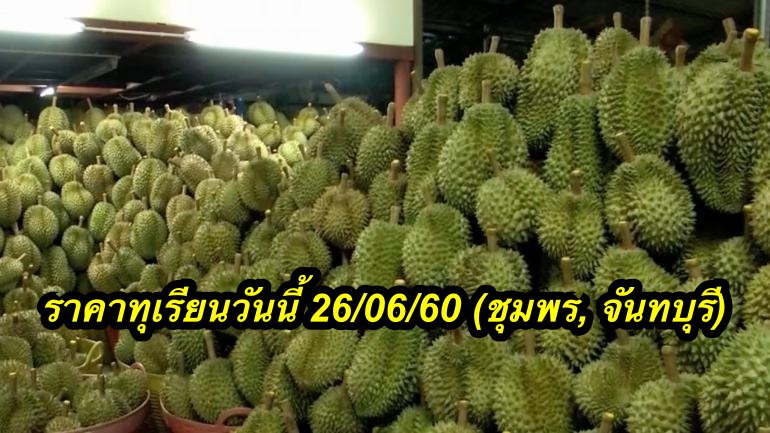 ราคาทุเรียนวันนี้ 26/06/60 (ชุมพร, จันทบุรี)
