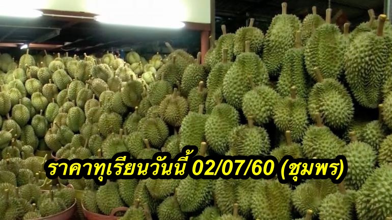 ราคาทุเรียนวันนี้ 02/07/60 (ชุมพร)