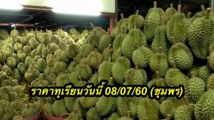 ราคาทุเรียนวันนี้ 08/07/60 (ชุมพร)