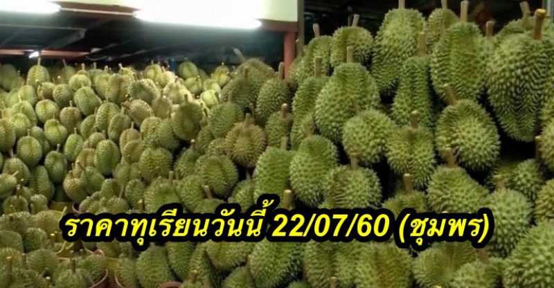 ราคาทุเรียนวันนี้ 22/07/60 (ชุมพร)