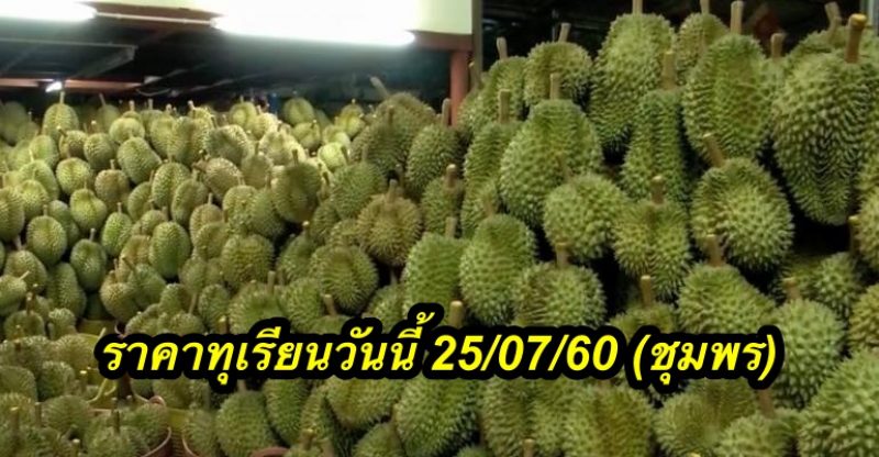 ราคาทุเรียนวันนี้ 25/07/60 (ชุมพร)