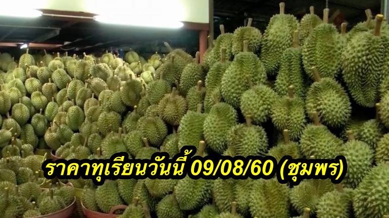 ราคาทุเรียนวันนี้ 09/08/60 (ชุมพร)