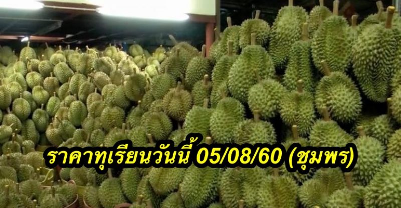 ราคาทุเรียนวันนี้ 05/08/60 (ชุมพร)