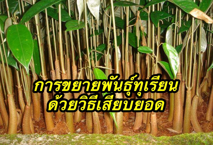 การขยายพันธุ์ทุเรียนด้วยวิธีเสียบยอด