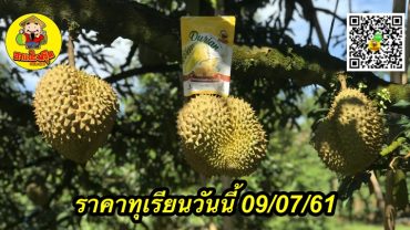 ราคาทุเรียนวันนี้ 09/07/61