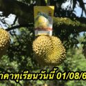 ราคาทุเรียนวันนี้ 01/08/61
