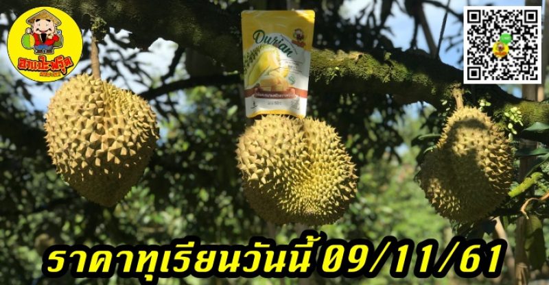 ราคาทุเรียนวันนี้ 09/11/61