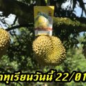 ราคาทุเรียนวันนี้ 22/01/62