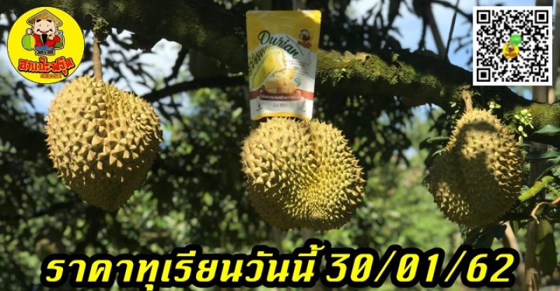 ราคาทุเรียนวันนี้ 30/01/62