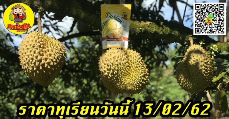 ราคาทุเรียนวันนี้ 13/02/62