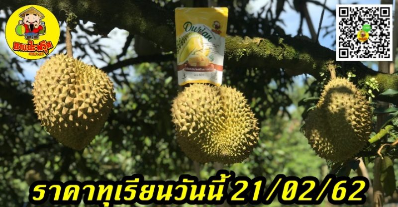 ราคาทุเรียนวันนี้ 21/02/62