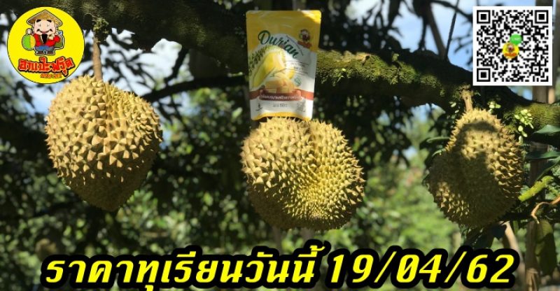 ราคาทุเรียนวันนี้ 19/04/62