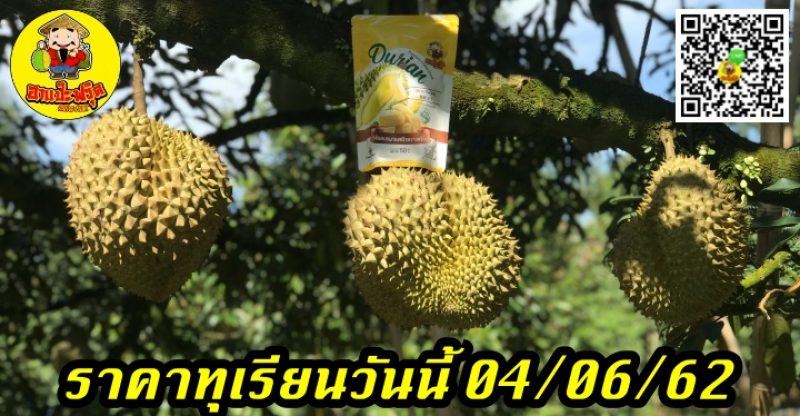 ราคาทุเรียนวันนี้ 04/06/62