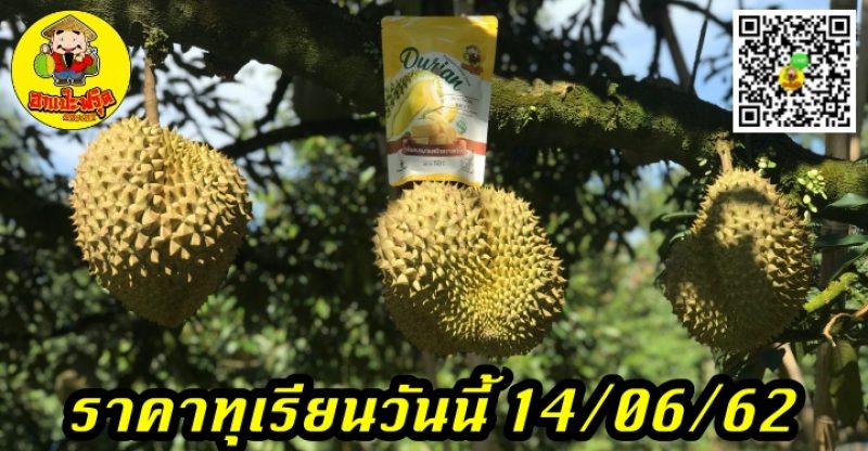 ราคาทุเรียนวันนี้ 14/06/62